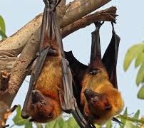 Bats are hosts to a range of viruses but don’t get sick – why?