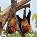 Bats are hosts to a range of viruses but don’t get sick – why?