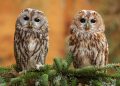 Will climate change make animals darker—or lighter?