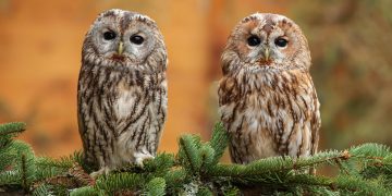 Will climate change make animals darker—or lighter?