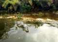 Environmentalists seek probe of crude oil leak in Bayelsa community