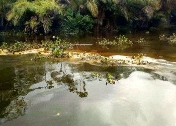 Environmentalists seek probe of crude oil leak in Bayelsa community