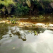 Environmentalists seek probe of crude oil leak in Bayelsa community