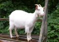 Benue police arrest 5 for allegedly lynching a man over missing goat — PPRO