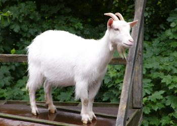 Benue police arrest 5 for allegedly lynching a man over missing goat — PPRO