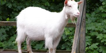 Benue police arrest 5 for allegedly lynching a man over missing goat — PPRO