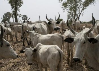 Kano to conduct livestock census