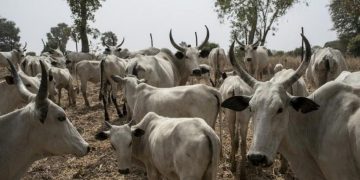 Kano to conduct livestock census