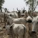 Kano to conduct livestock census