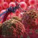 Experts Worry About Pandemic’s Impact on Malaria Progress in Nigeria