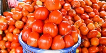 Tomato farmers plan to engage 40 per cent of unemployed youths in the Southwest