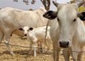 Cattle breeders to set up ranches in South-East