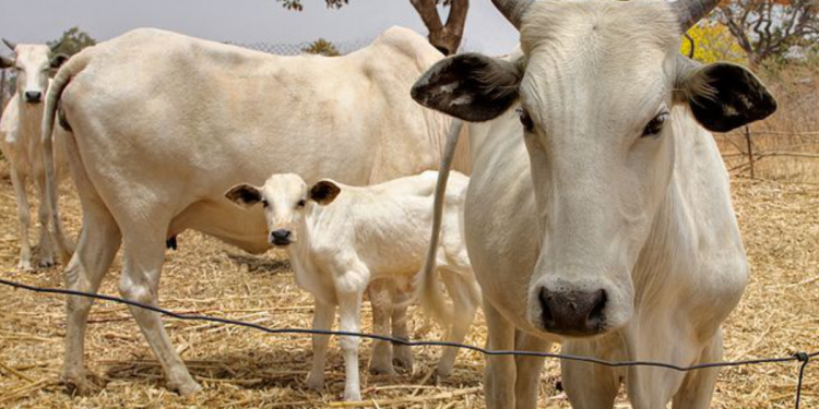 Cattle breeders to set up ranches in South-East