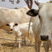 Cattle breeders to set up ranches in South-East