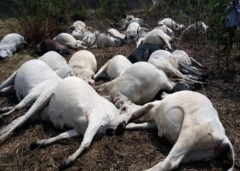 30 cows die mysteriously in Ondo