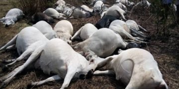 30 cows die mysteriously in Ondo