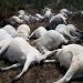 30 cows die mysteriously in Ondo