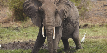 Firm rescues another elephant in Benin, says illegal loggers threatening conservation