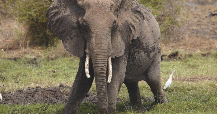 Firm rescues another elephant in Benin, says illegal loggers threatening conservation