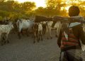 Herdsmen: Amosun, Odebiyi groan as Ogun residents become IDPs in Benin Republic