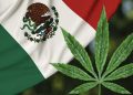 Mexican Senate expected to follow lower house and vote to OK marijuana