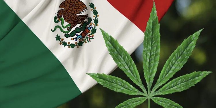 Mexican Senate expected to follow lower house and vote to OK marijuana