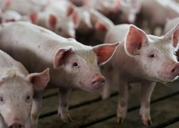 North West reports outbreak of African swine fever