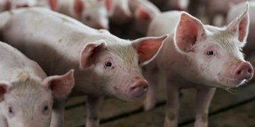North West reports outbreak of African swine fever