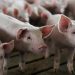 North West reports outbreak of African swine fever