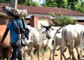 Cows, herdsmen to get 95-kilometre grazing reserves, routes
