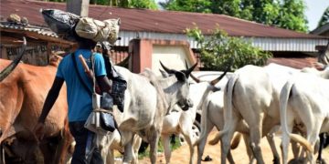 Cows, herdsmen to get 95-kilometre grazing reserves, routes