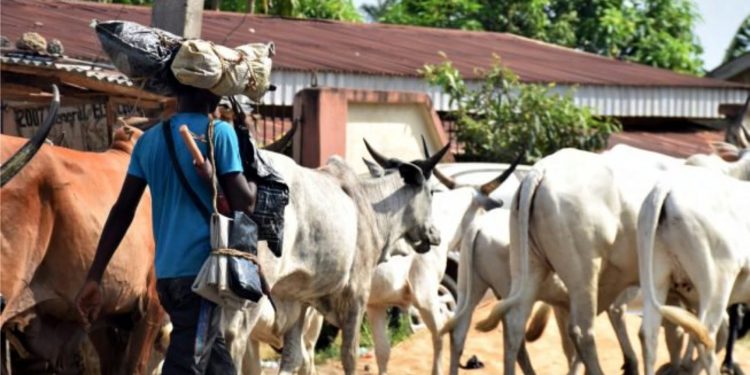 Cows, herdsmen to get 95-kilometre grazing reserves, routes