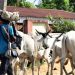 Cows, herdsmen to get 95-kilometre grazing reserves, routes