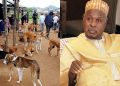 Dogs more proactive against bandits than security forces: Katsina Govt