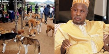 Dogs more proactive against bandits than security forces: Katsina Govt