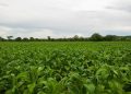 Holy smoke! Zimbabwe expecting tobacco boom in 2021