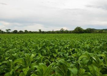 Holy smoke! Zimbabwe expecting tobacco boom in 2021