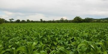 Holy smoke! Zimbabwe expecting tobacco boom in 2021