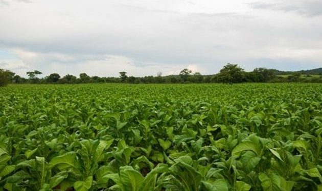Holy smoke! Zimbabwe expecting tobacco boom in 2021