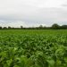 Holy smoke! Zimbabwe expecting tobacco boom in 2021