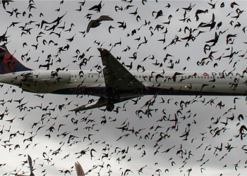 Birds’ attack forces flight abortion, NCAA salutes pilot’s deftness