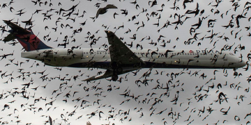 Birds’ attack forces flight abortion, NCAA salutes pilot’s deftness