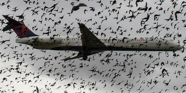 Birds’ attack forces flight abortion, NCAA salutes pilot’s deftness