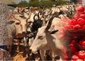 Food, cattle dealers threaten to cut off supply to South-East, South-South