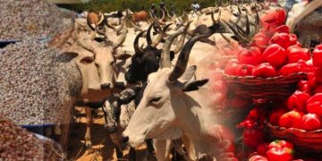 Food, cattle dealers threaten to cut off supply to South-East, South-South