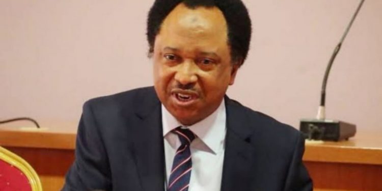 Buhari increasing electricity tariff, fuel price, diverting attention with open grazing – Shehu Sani