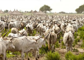 Amotekun arrests 400 cows in Ondo