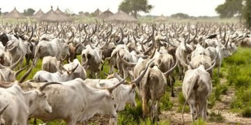 Amotekun arrests 400 cows in Ondo