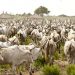Amotekun arrests 400 cows in Ondo