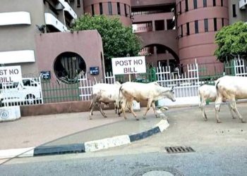 FCTA bans rearing of cows, other livestock in Abuja residential areas